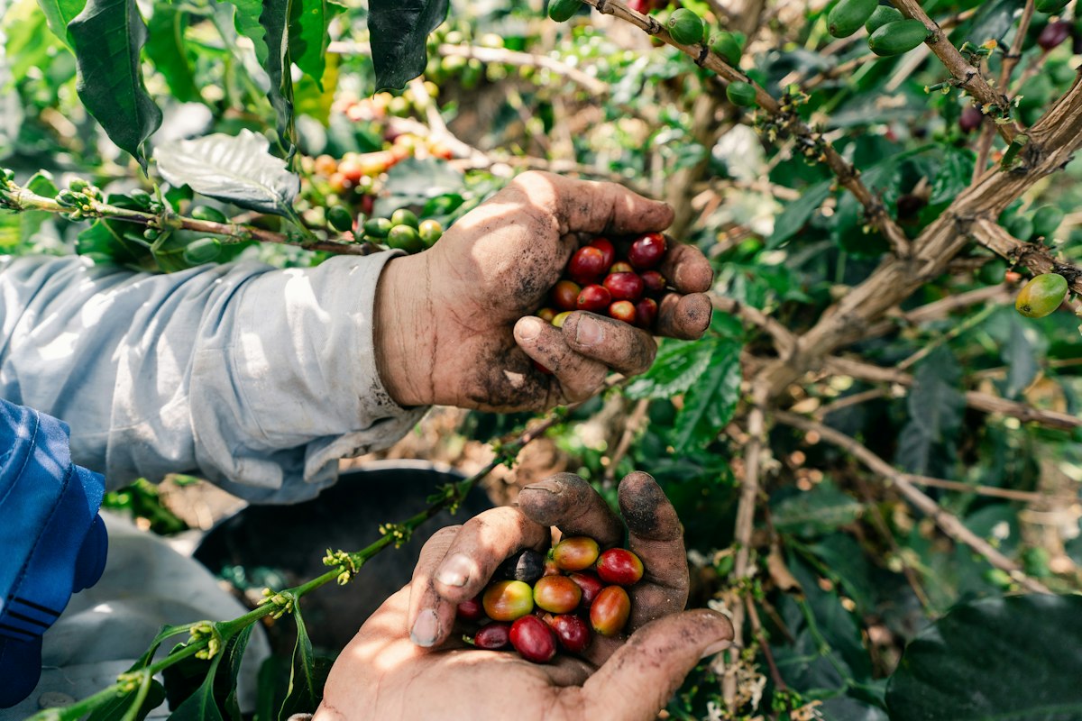 Coffee farmers working in a plantation