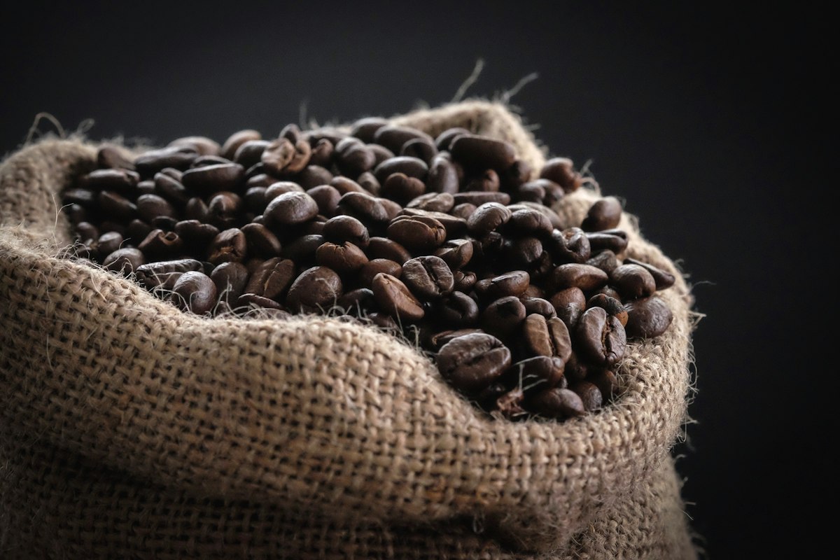 Indonesian coffee plants in misty morning light