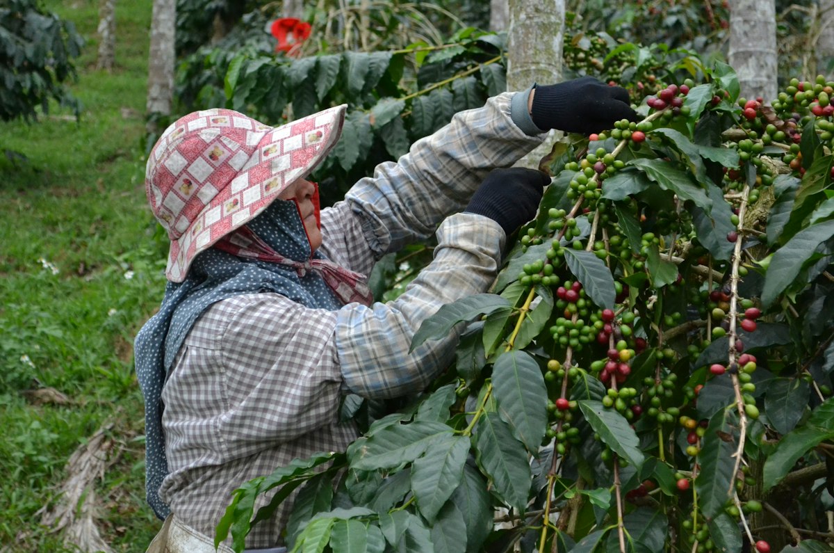 Our coffee roastery